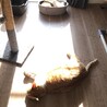 の写真