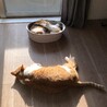 の写真