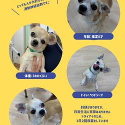 アニマー湯千葉店・犬濯屋合同譲渡会 サムネイル2