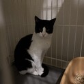 ハチコちゃんのずっとのお家を探しています。
