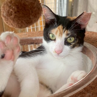 小ぶりで可愛いツンデレ美猫ちゃん