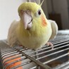 大口袴