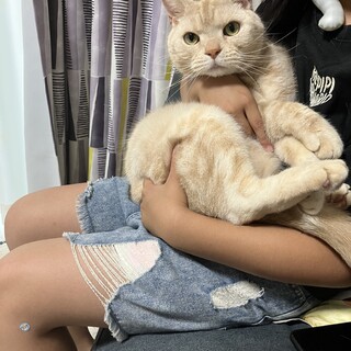 綺麗な毛並みのアメリカンショートヘアです。