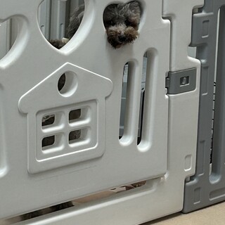 女の子小さめプードル