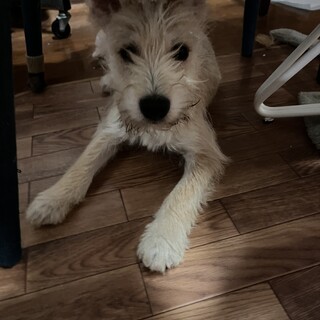 応募多数一時中断犬猫大好きおてんば子犬のグリちゃん