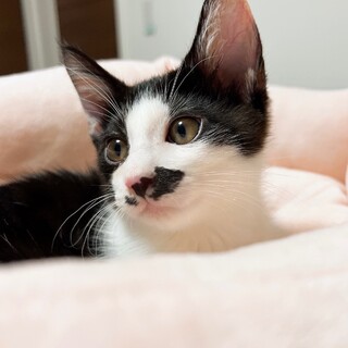 愛嬌たっぷりな無邪気な男の子