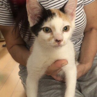 元気いっぱい人間大好き☆三毛猫