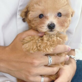 募集多数の為、一時停止しております。