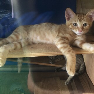 ７／１３譲渡会　茶トラ　男の子