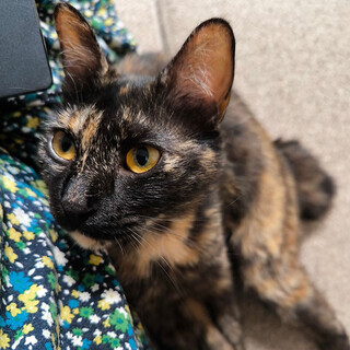 【8/24新橋】1 匹飼い穏やか★甘えん坊アン