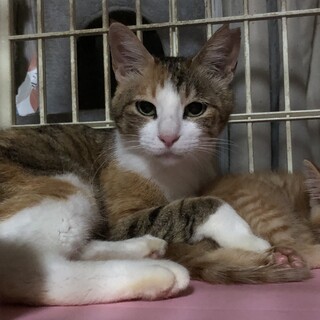 さすけねこ 出品 さすけねこ。が投稿した里親募集 :: ペットのおうち【里親決定29