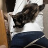 【8/24新橋】1 匹飼い穏やか★甘えん坊アン サムネイル7