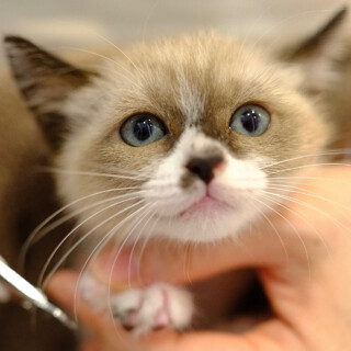 雪花菜♡家族ができました