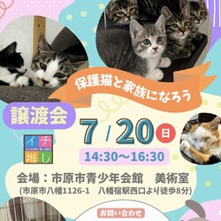 さくらねこDays 保護猫譲渡会