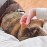 くまくまくら