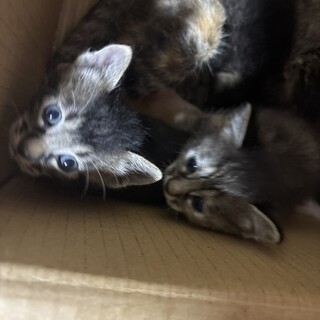子猫ちゃんの里親募集