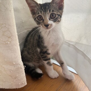 素敵なご家族と出会えました♡ひばりちゃん