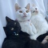 結唯 犬猫保護活動