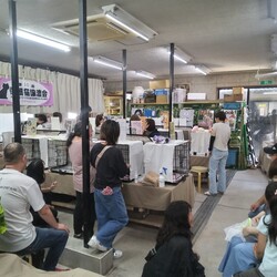 第31回 平野ろまねこ譲渡会 サムネイル2