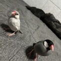 ペア文鳥の里親募集