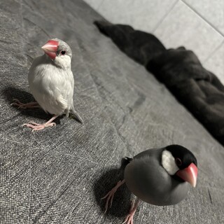 リピーター様⭐︎むつ文鳥 MDS BtoB |【ミドリ】(国内販売のみ)ふせん ひみつふせん 文鳥柄