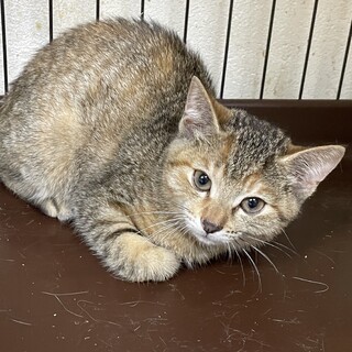 おっとり控えめ♡ライムちゃん5ヶ月