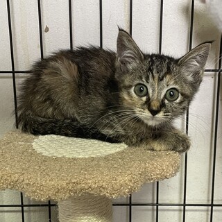 おとなしく控えめ♡まこちゃん2ヶ月2姉妹