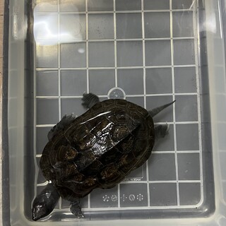 クサガメ募集中です