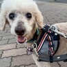 ナデナデ大好き♡アピールの仕方も可愛い男の子♪ サムネイル6