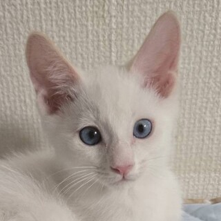 7/13プレザンメゾン朝霞参加　みんなの動物園出演