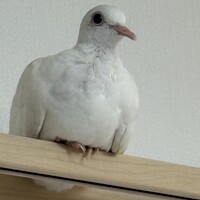 ぼぽみちゃん