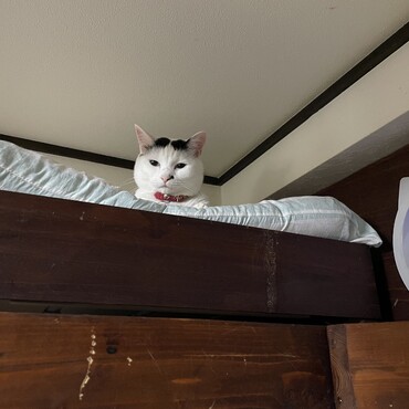 本日は猫部屋の作業日。構ってもらえず、朝から面白くないまっつん（笑）