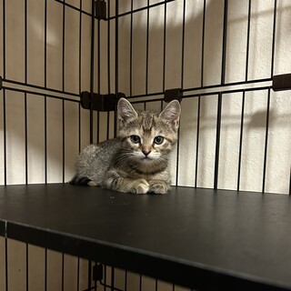 キジトラ2ヶ月半