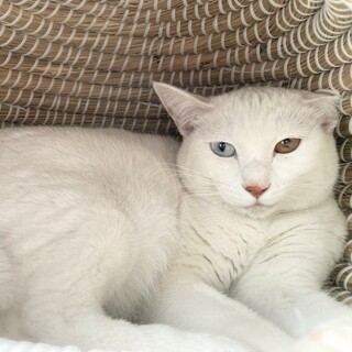 オッドアイの白猫さん❤️ひかりくん