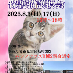【さいたま市見沼区】8/3(日)夕方からハレノテラス保護猫譲渡会