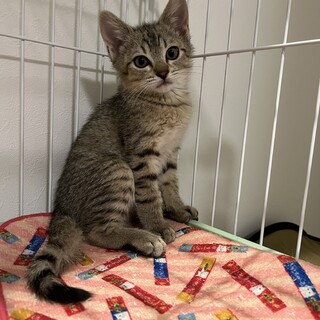 【9/21譲渡会】くりっとした目の美男子ロイドくん