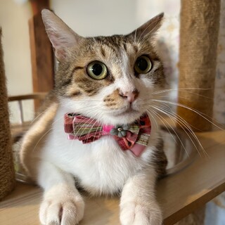 歩いてゴロゴロコテン♡ゆいちゃん