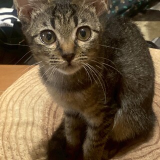 お転婆でチャーミングな女の子