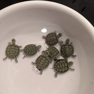 元気なベビーミドリガメ！7匹