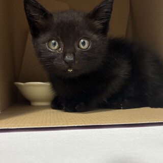 小さな黒猫ちゃん