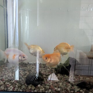 金魚の里親さん募集します。