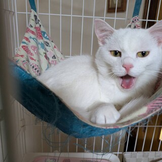 可愛いチビミルくん♪チビシロくんと一緒の譲渡希望♪