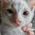 人懐っこい兄弟①
