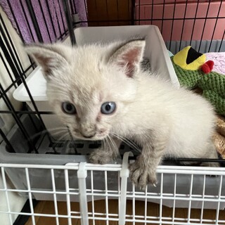 7.13武蔵村山譲渡会に参加します　リジー君