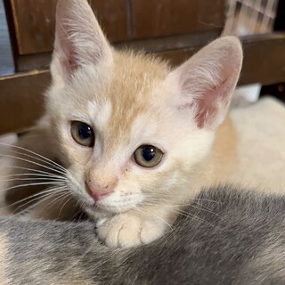 里親決定。えへへ君2ヶ月半