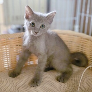 渚ちゃん　※美波ちゃんと一緒のお家希望