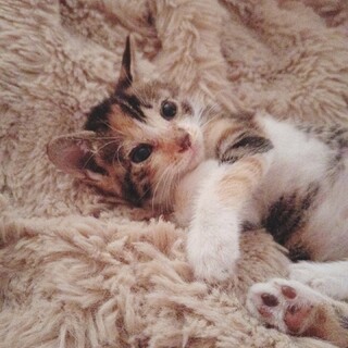 三毛猫の赤ちゃん。瞳はブルー（オスかも）