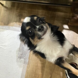 1歳になったばかりのチワワの男の子です