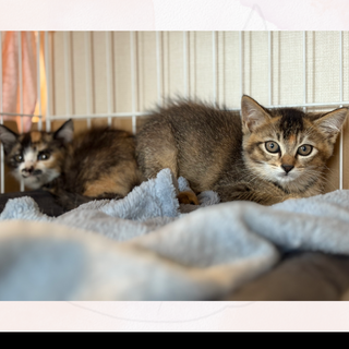 4月末生まれの甘えん坊姉妹