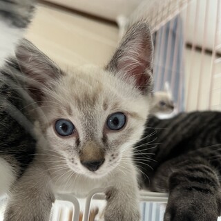 7.13武蔵村山譲渡会に参加します　ティー君